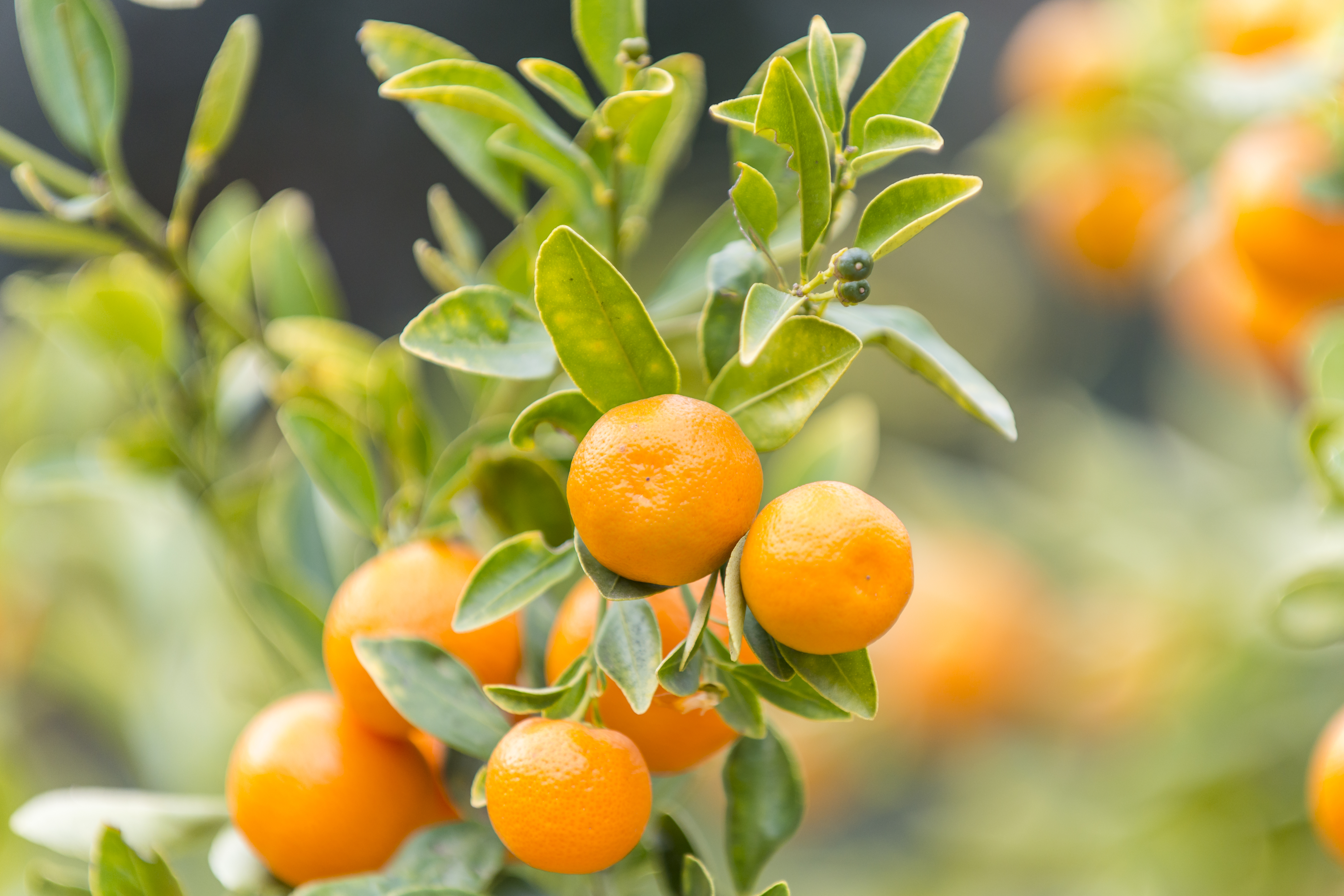 Mandarine-rot_Citrus-reticulata