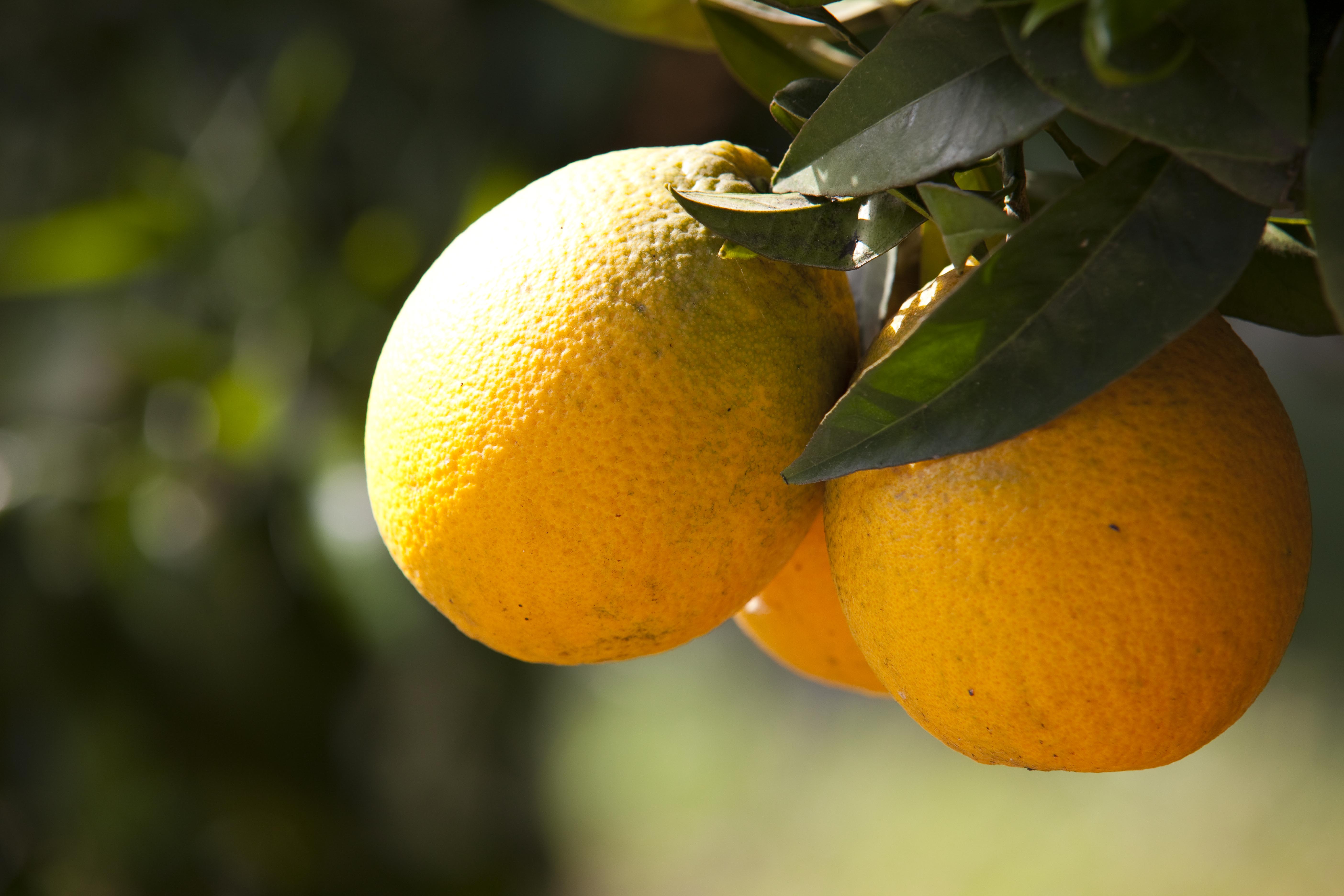 Orangen_Citrus-sinensis_Sizilien
