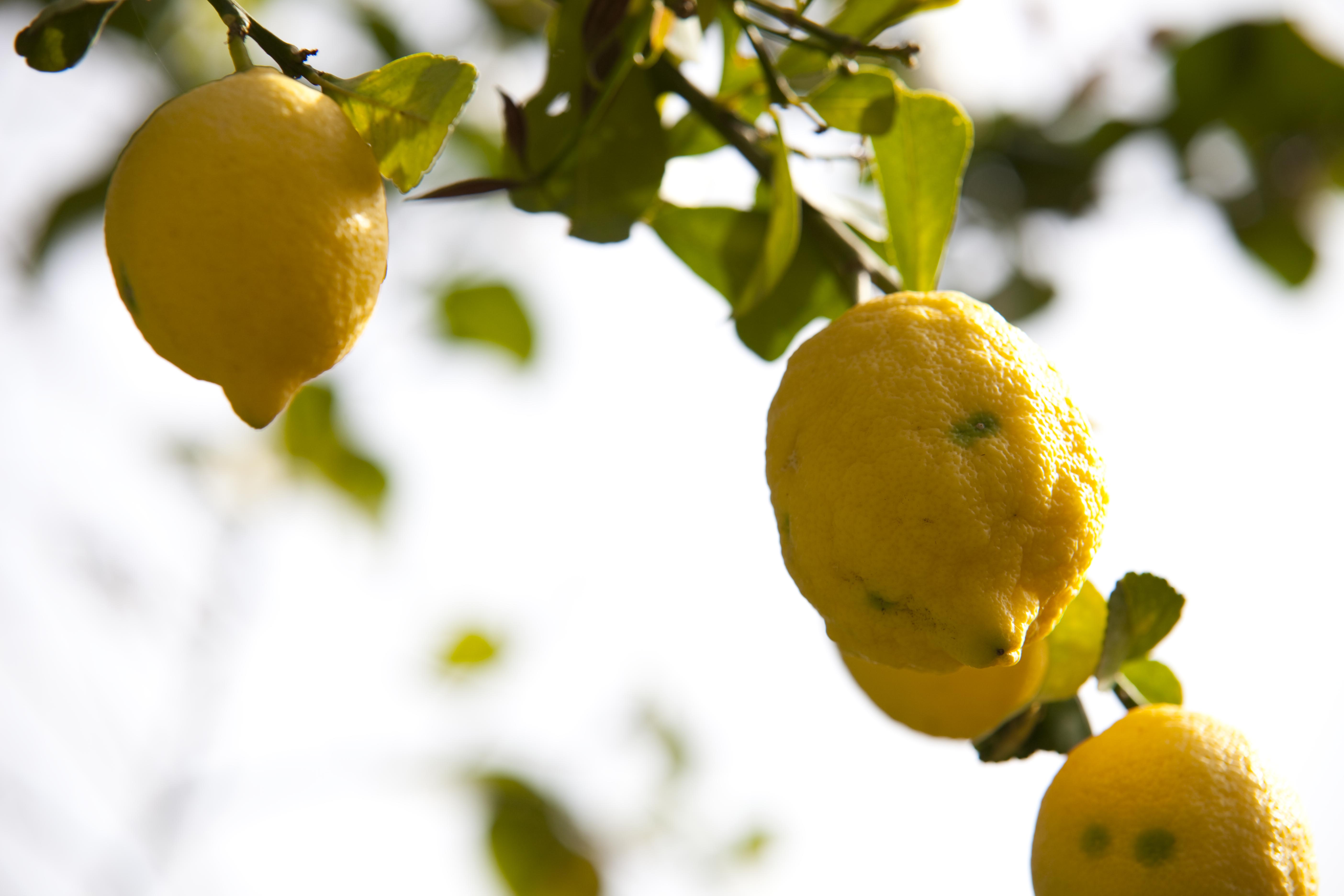 Zitronen_Citrus-limon_Zitronen